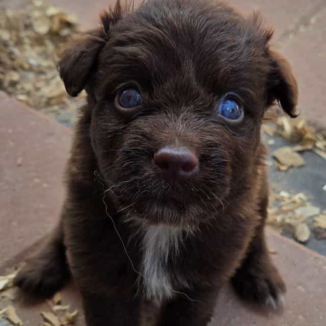 Ilene - Miniature American Shepherd (Mini Aussie) Female
