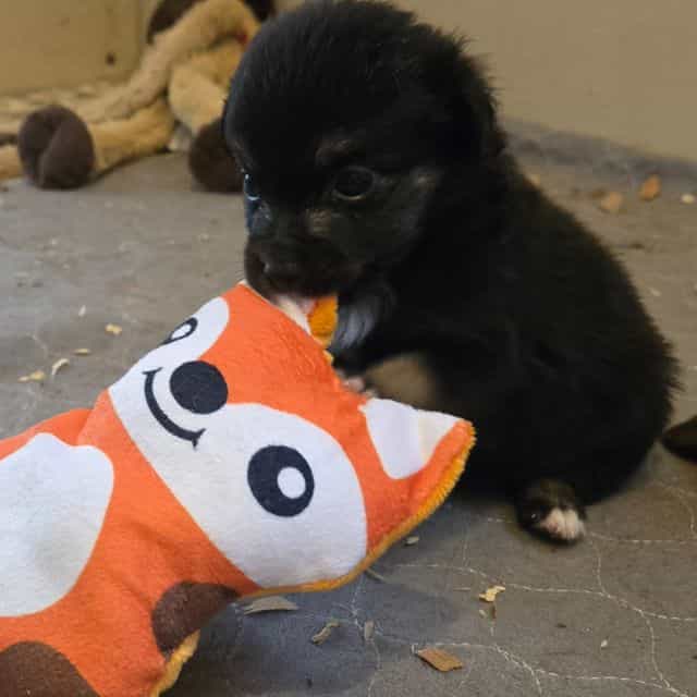 Indie - Miniature American Shepherd (Mini Aussie) Female
