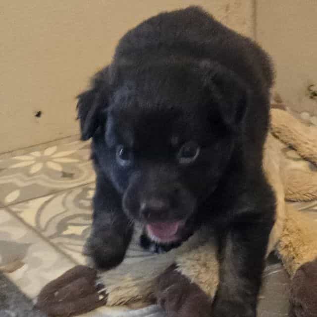 Izzie - Miniature American Shepherd (Mini Aussie) Female