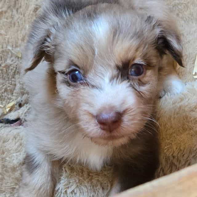 Irene - Miniature American Shepherd (Mini Aussie) Female