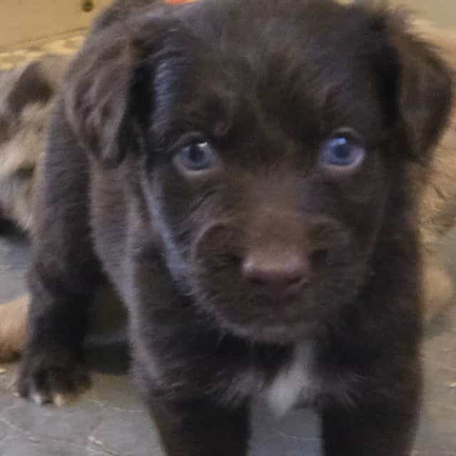 Ivan - Miniature American Shepherd (Mini Aussie) Male