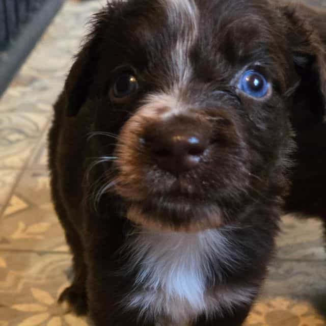 Isaac - Miniature American Shepherd (Mini Aussie) Male