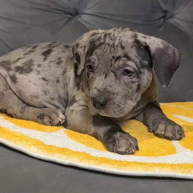 ODIN - American Bully Male