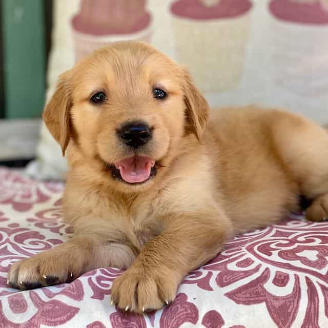 Pippa  - Golden Retriever Female