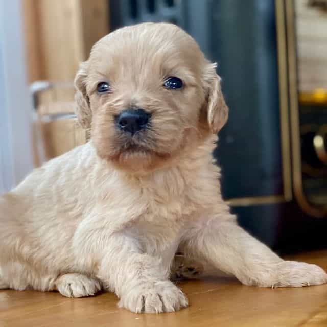 Melania  - Goldendoodle Female