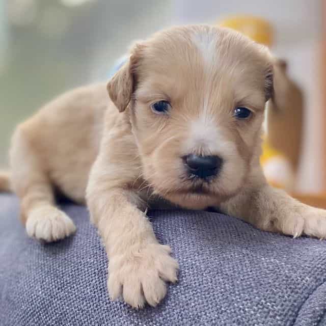 Stevie - Goldendoodle Male
