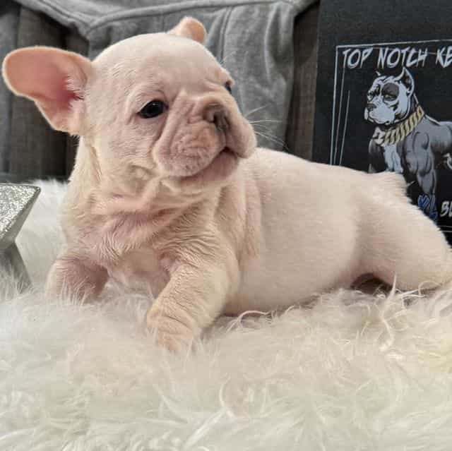Snowflake  - French Bulldog Male