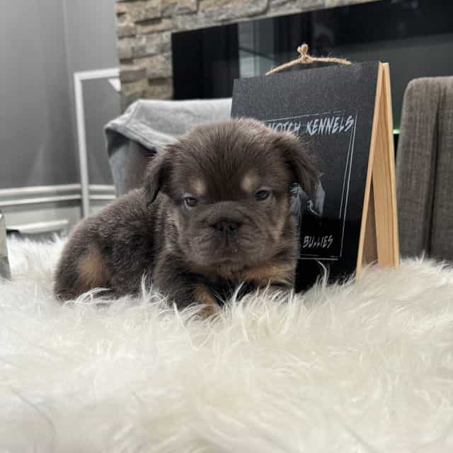 Mane  - French Bulldog Male