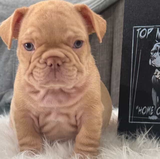Skippy  - French Bulldog Male
