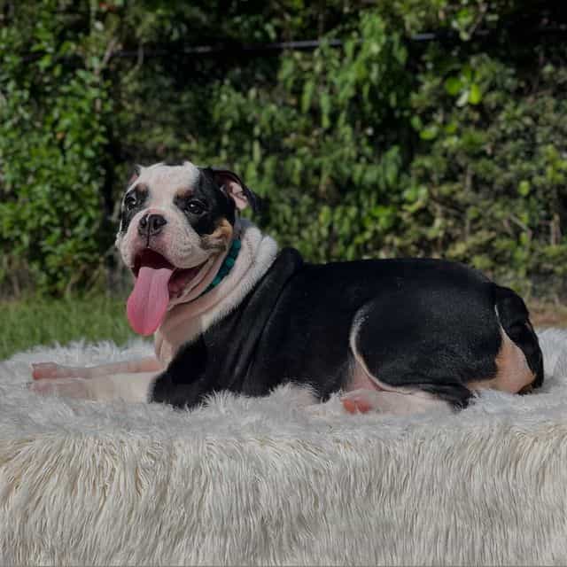 Maverick - English Bulldog Male
