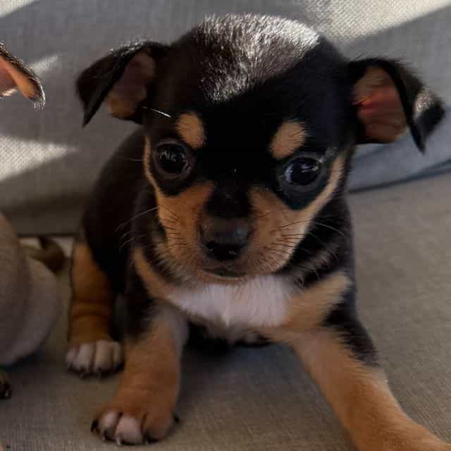 Kassi - Chihuahua Female