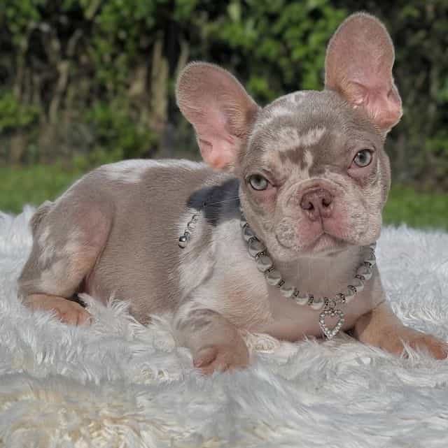 Ellie - French Bulldog Female
