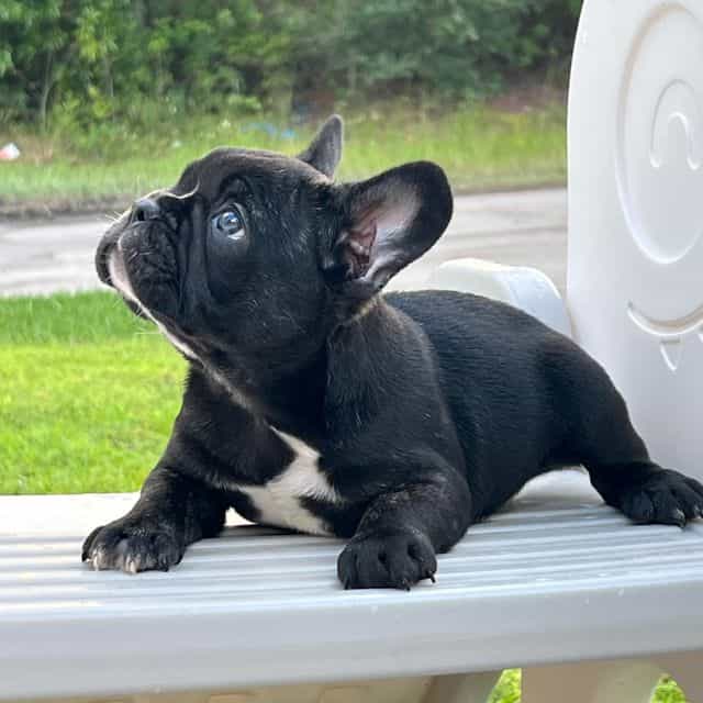 Oreo - French Bulldog Male