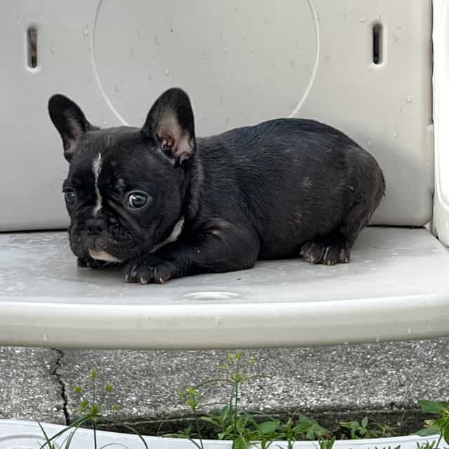 Pepper - French Bulldog Female