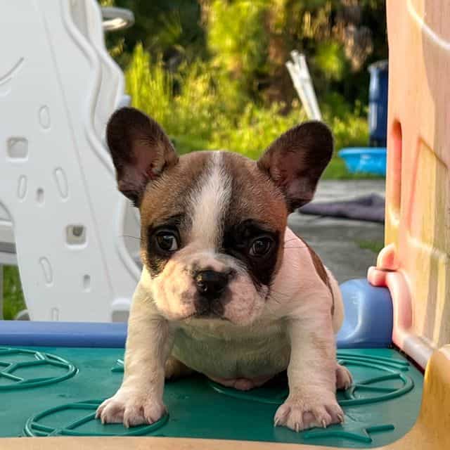 Sprinkle  - French Bulldog Male