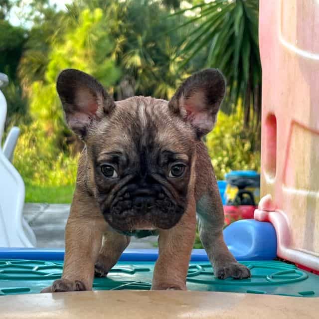 Peanut - French Bulldog Female