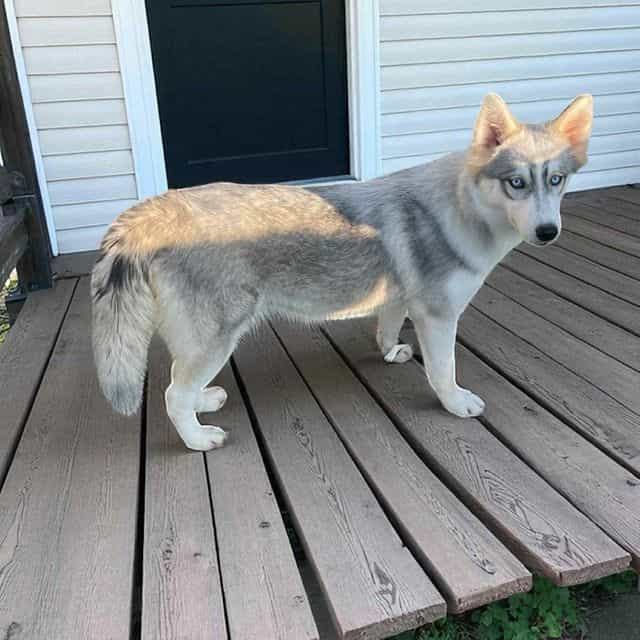 Grey female - Siberian Husky Female