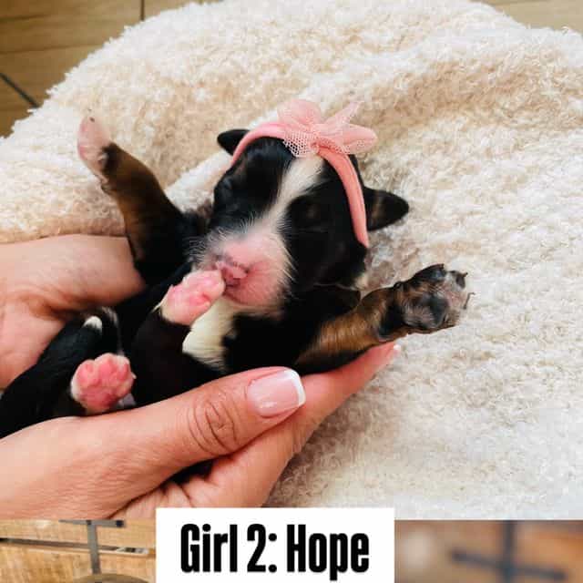 Hope - Bernedoodle Female