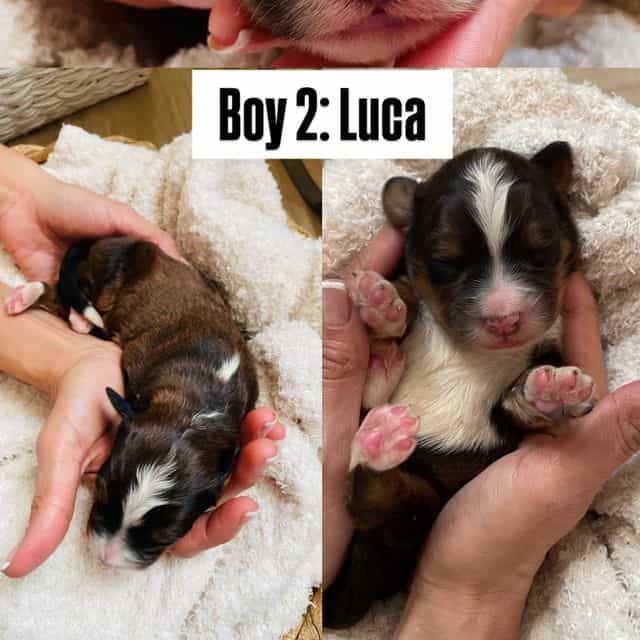 Luca - Bernedoodle Male