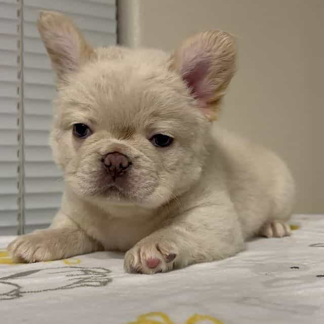 Frost - French Bulldog Male