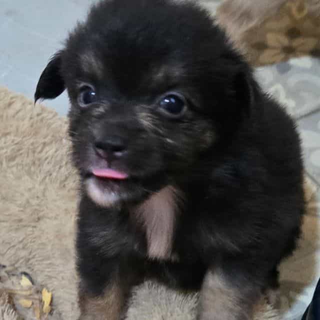 Indie - Miniature American Shepherd (Mini Aussie) Female