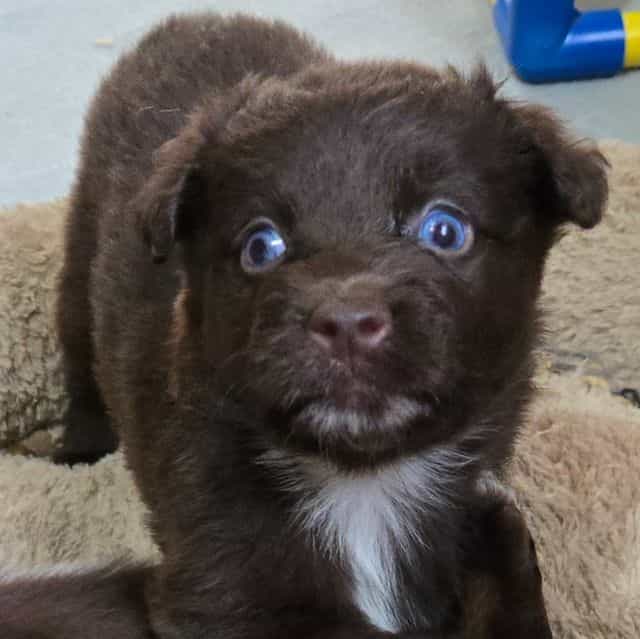 Ilene - Miniature American Shepherd (Mini Aussie) Female