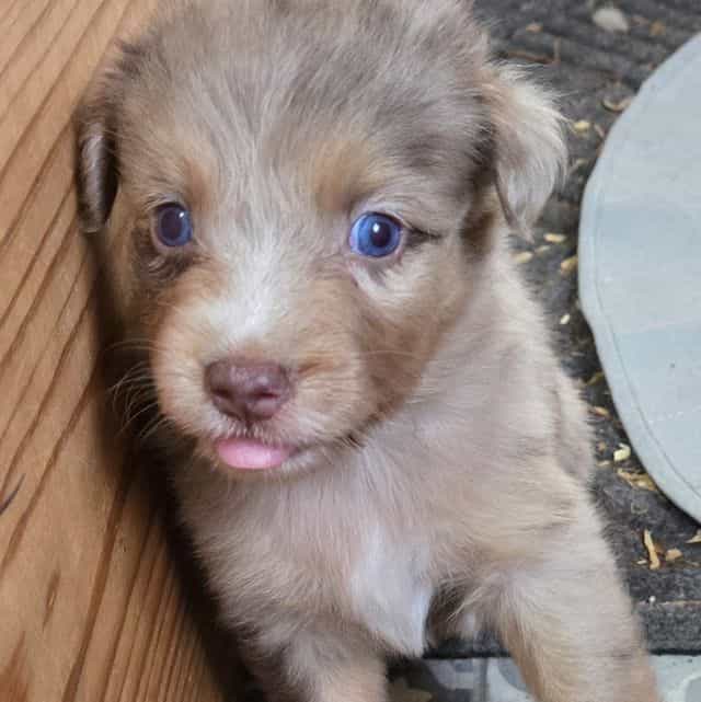 Ivy - Miniature American Shepherd (Mini Aussie) Female