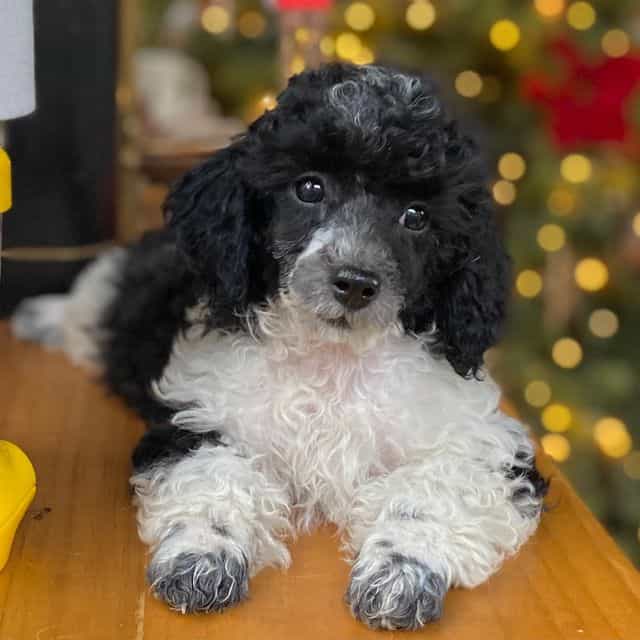 Porter - Toy Poodle Male