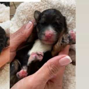 Maverick - Bernedoodle Male
