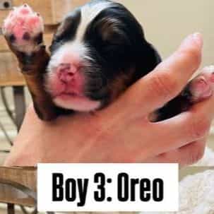 Oreo - Bernedoodle Male