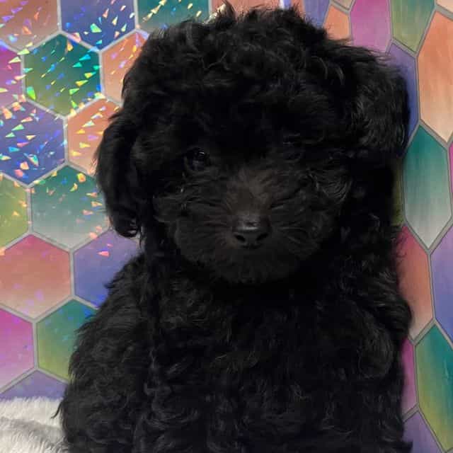Onyx - Toy Poodle Female