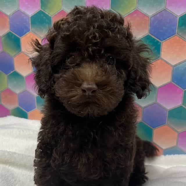 Coco - Toy Poodle Male