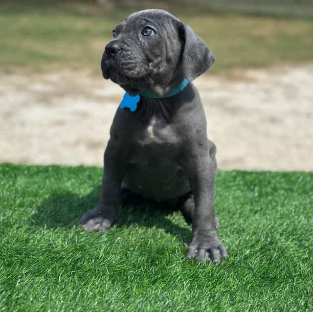 Light blue coll - Cane Corso Female