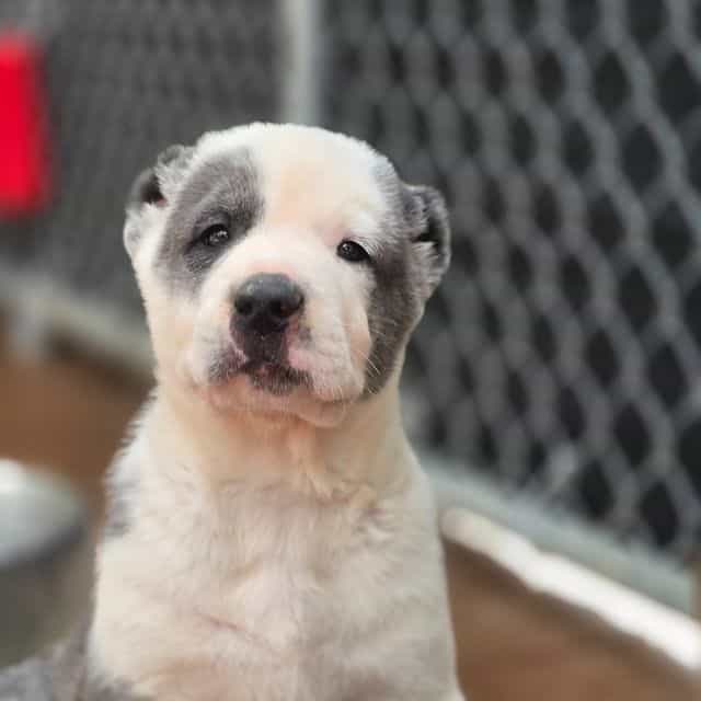 Diego - Central Asian Shepherd Dog Male