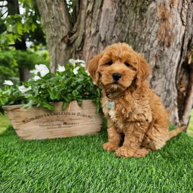 Kobie (mini) - Goldendoodle Male
