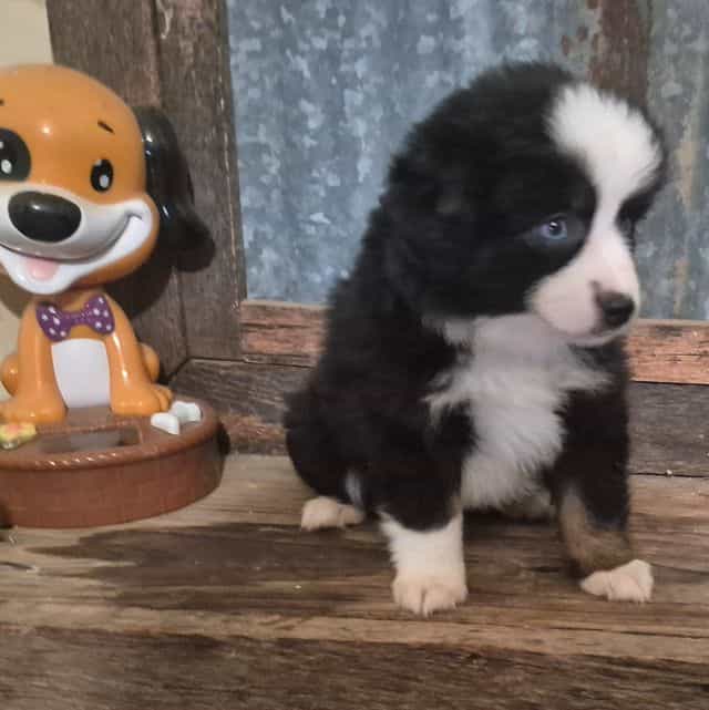 Maine. (Toy) - Australian Shepherd Female