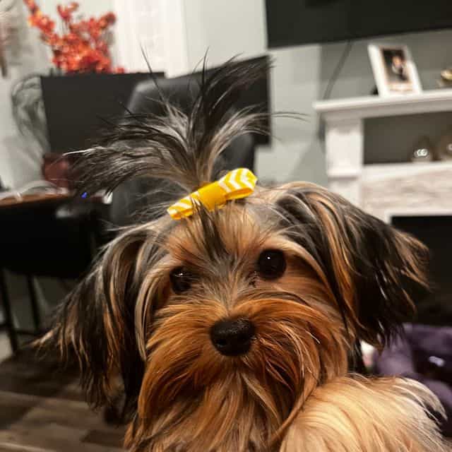 Sheba - Yorkshire Terrier Female
