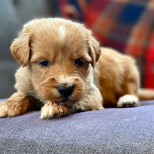 Socks - Goldendoodle Female