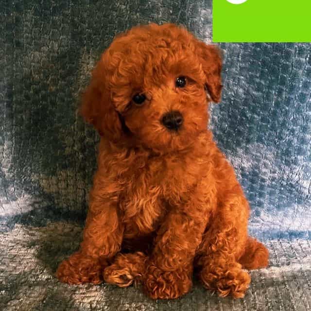 Dasy  - Toy Poodle Female