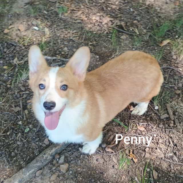 Penny - Pembroke Welsh Corgi Female