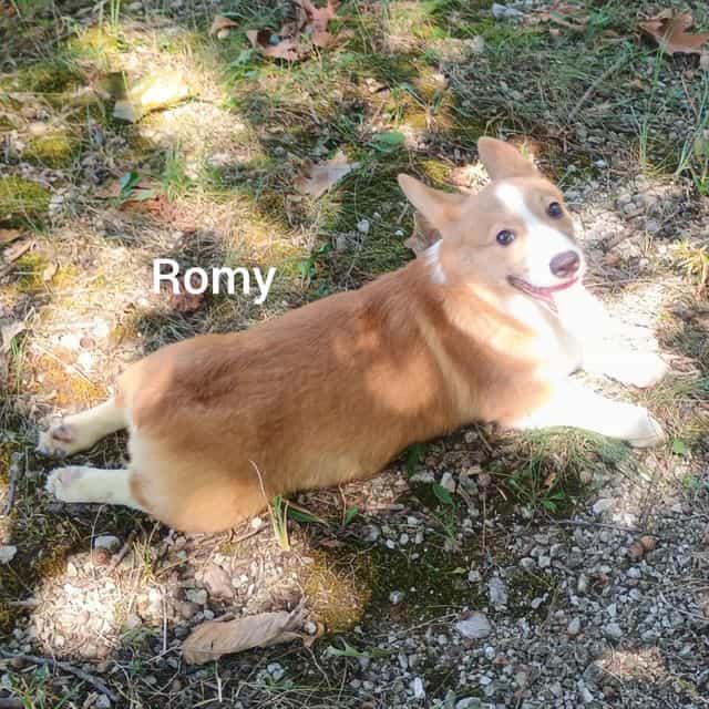 Romy - Pembroke Welsh Corgi Male