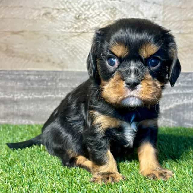 Wemby - Cavalier King Charles Spaniel Male