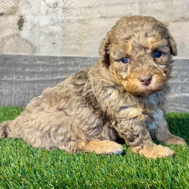 Charlie - Cavapoo Male