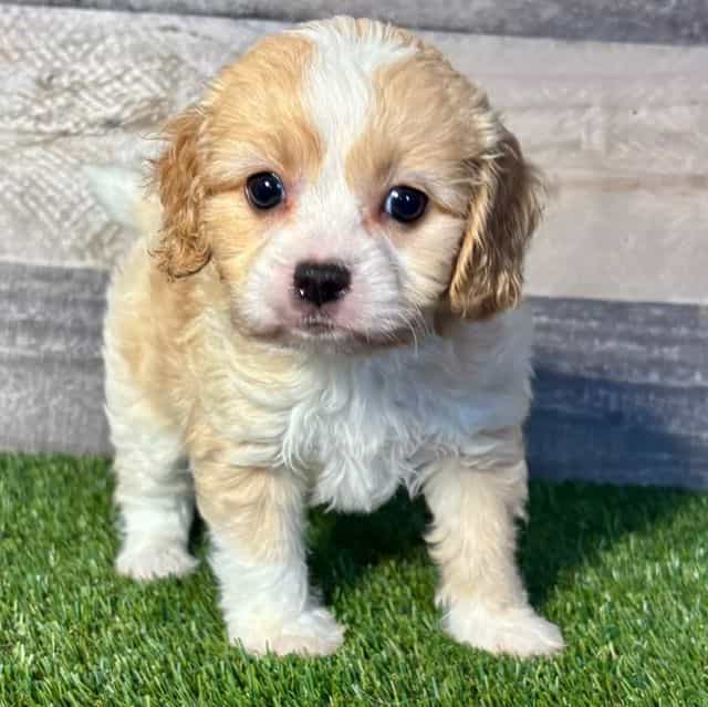Claire - Cavapoo Female