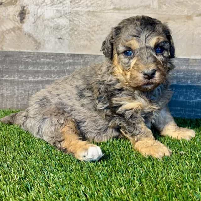 Clyde - Cavapoo Male