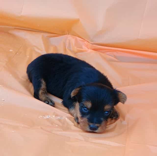 Levi - Yorkshire Terrier Male
