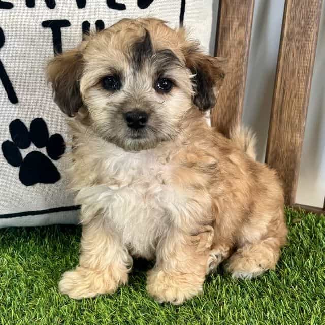 Milo - Maltipoo Male