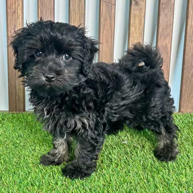 Quade - Maltipoo Male