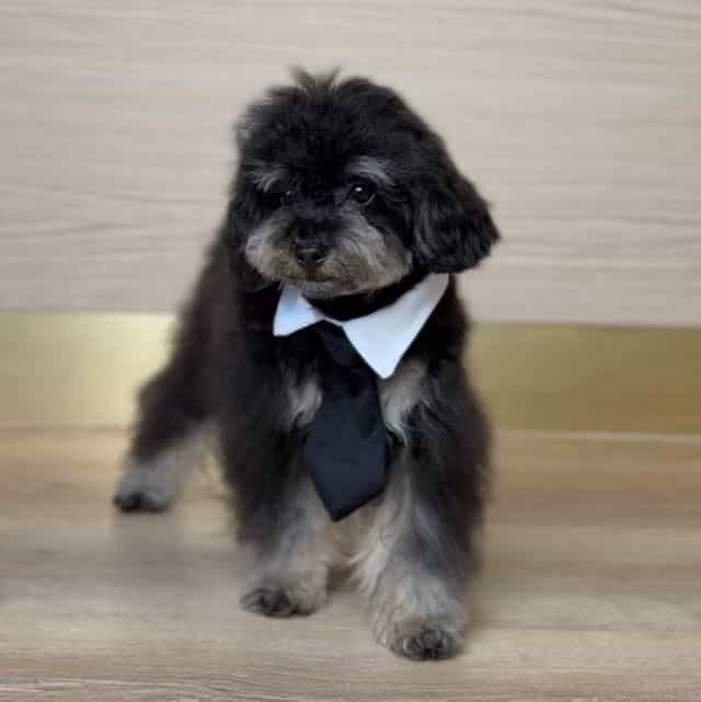 TEACUP PETER - Toy Poodle Male