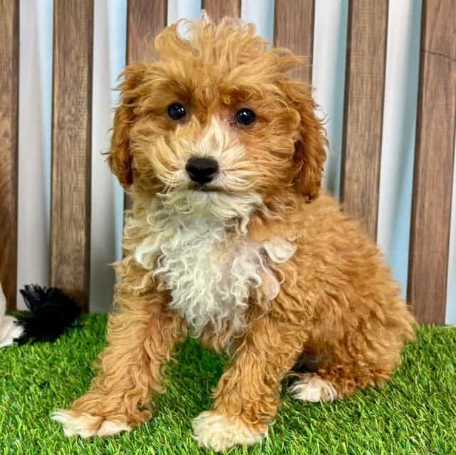 Tatum - Toy Poodle Male